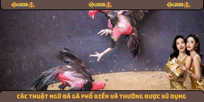Các thuật ngữ đá gà phổ biến và thường được sử dụng