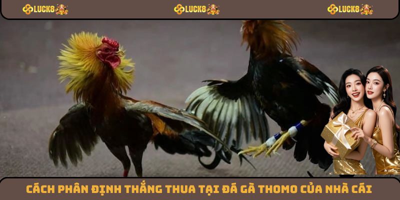 Cách phân định thắng thua tại đá gà Thomo của nhà cái