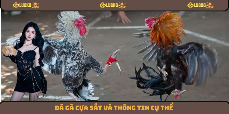 Đá gà cựa sắt và thông tin cụ thể