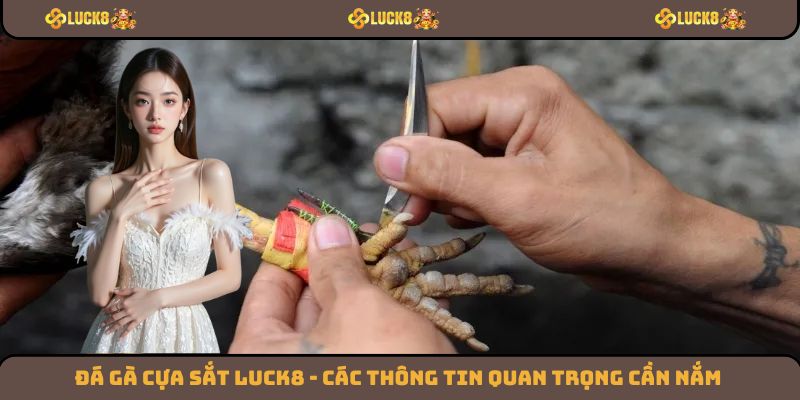 Đá Gà Cựa Sắt Luck8 - Các Thông Tin Quan Trọng Cần Nắm