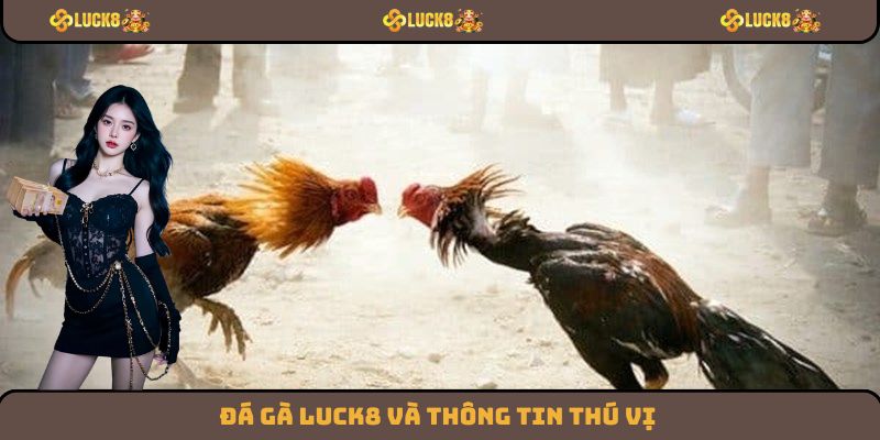 Đá gà Luck8 và thông tin thú vị