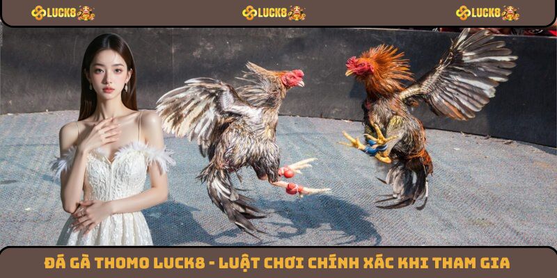 Đá Gà Thomo Luck8 - Luật Chơi Chính Xác Khi Tham Gia