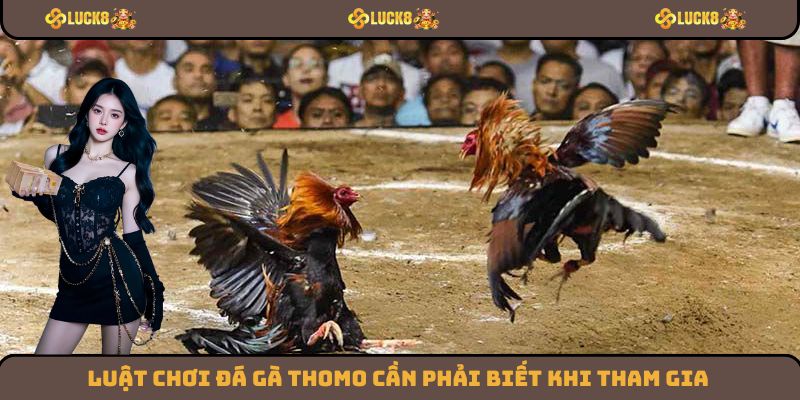 Luật chơi đá gà Thomo cần phải biết khi tham gia