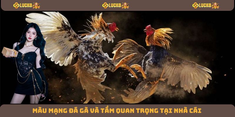 Màu mạng đá gà và tầm quan trọng tại nhà cái