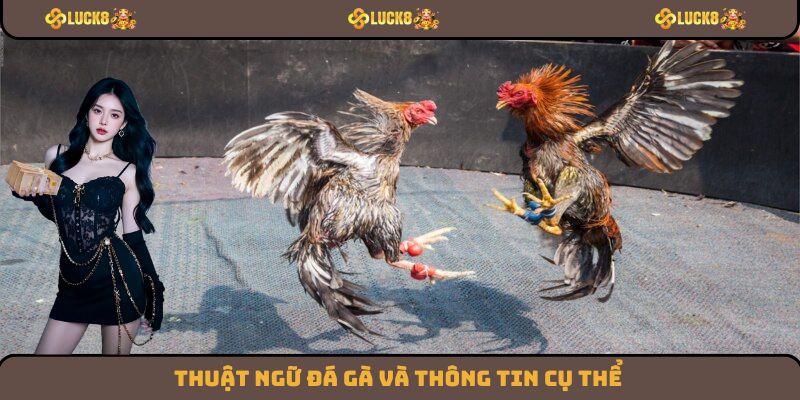 Thuật ngữ đá gà và thông tin cụ thể